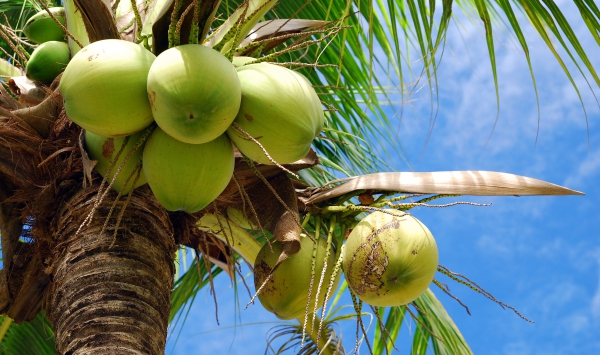 Health Benefits Of Coconut Oil For Skin And Hair