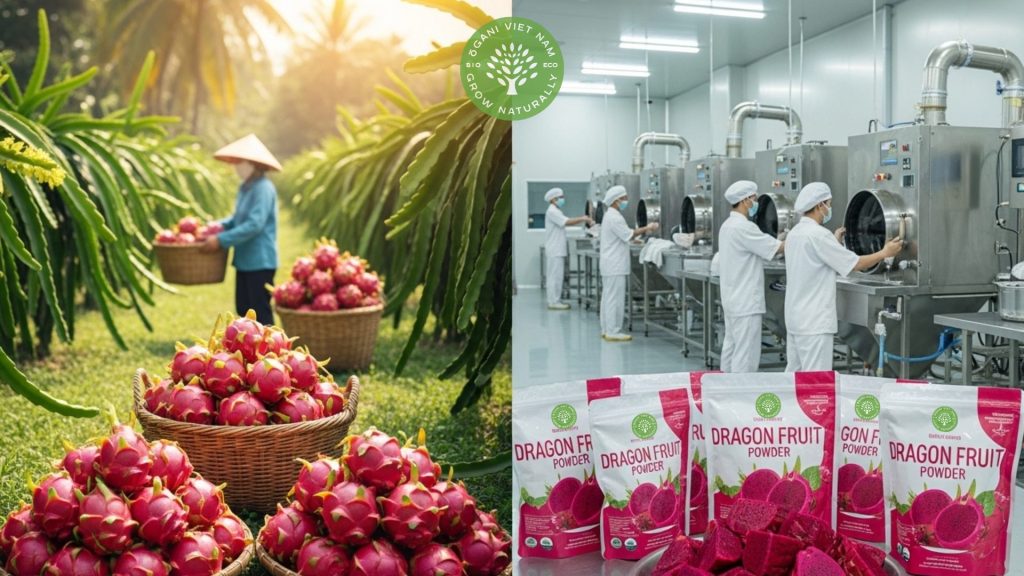 dragon fruit powder