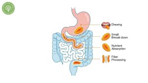 dried mango digestion