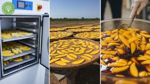 types of dried mango