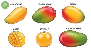 types of dried mango
